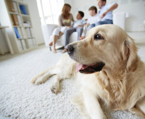 4 Custom Home Design Tips for Making It More Pet-Oriented